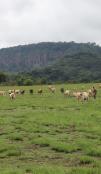 Meadow with animals grazing