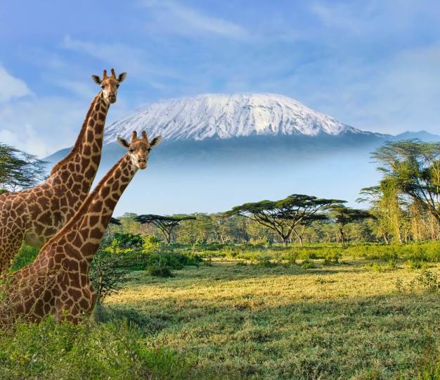 Two giraffes foreground, a tabletop mountain in the background.